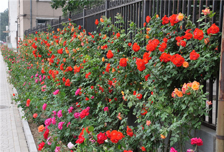 月季花图片