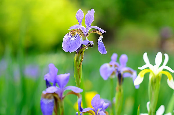 鸢尾花