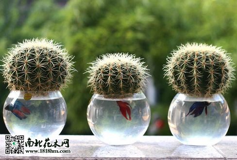 神仙球水培手艺