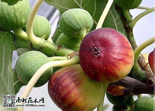 无花果图片