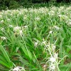 水鬼蕉基地直销|水鬼蕉价钱