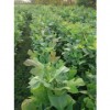 供给1一年生马褂木小苗·高度60公分马褂木小苗