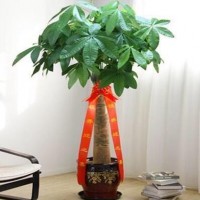 辫子发家树