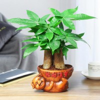 发家树小绿植